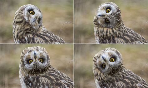How Far Can Owls Turn Their Heads