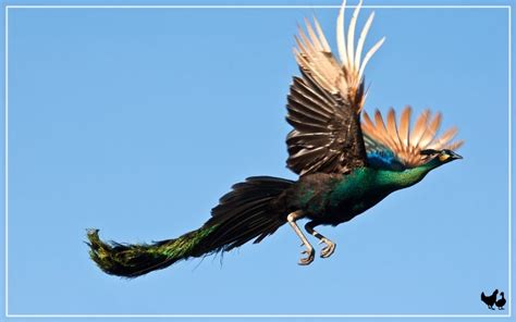 How Far Can Peacocks Fly