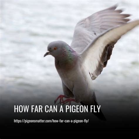 How Far Can Pigeons Fly