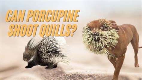 How Far Can Porcupines Shoot Their Quills