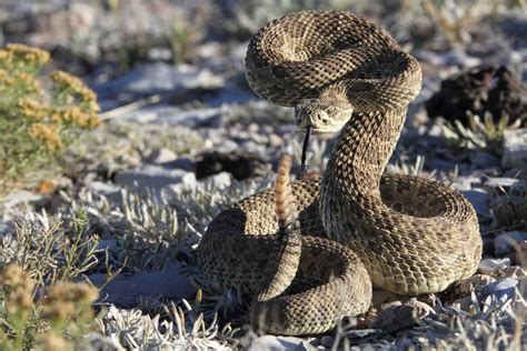 How Far Can Rattlesnake Strike