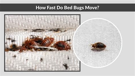 How Fast Can Bed Bugs Spread