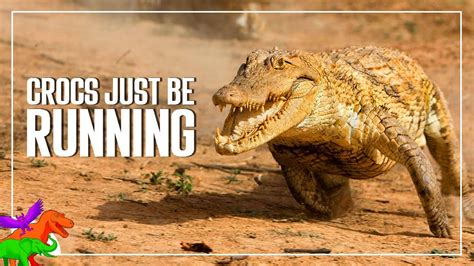 How Fast Can Crocodiles Run