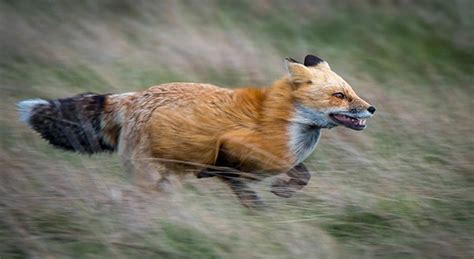 How Fast Can Foxes Run