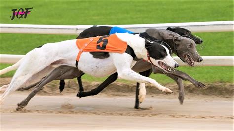 How Fast Can Greyhounds Run
