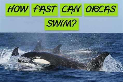 How Fast Can Orcas Swim