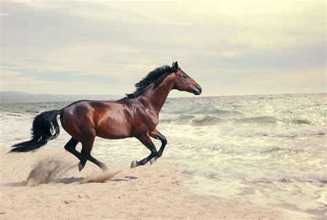 How Fast Can Quarter Horses Run