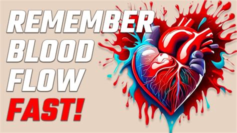 How Fast Does Blood Flow