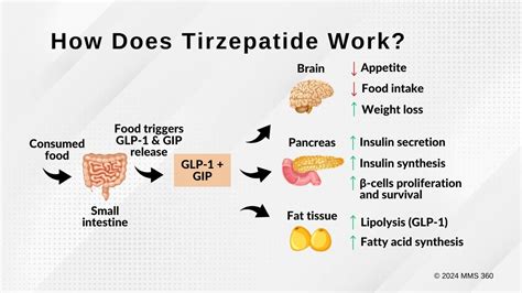 How Fast Does Tirzepatide Work