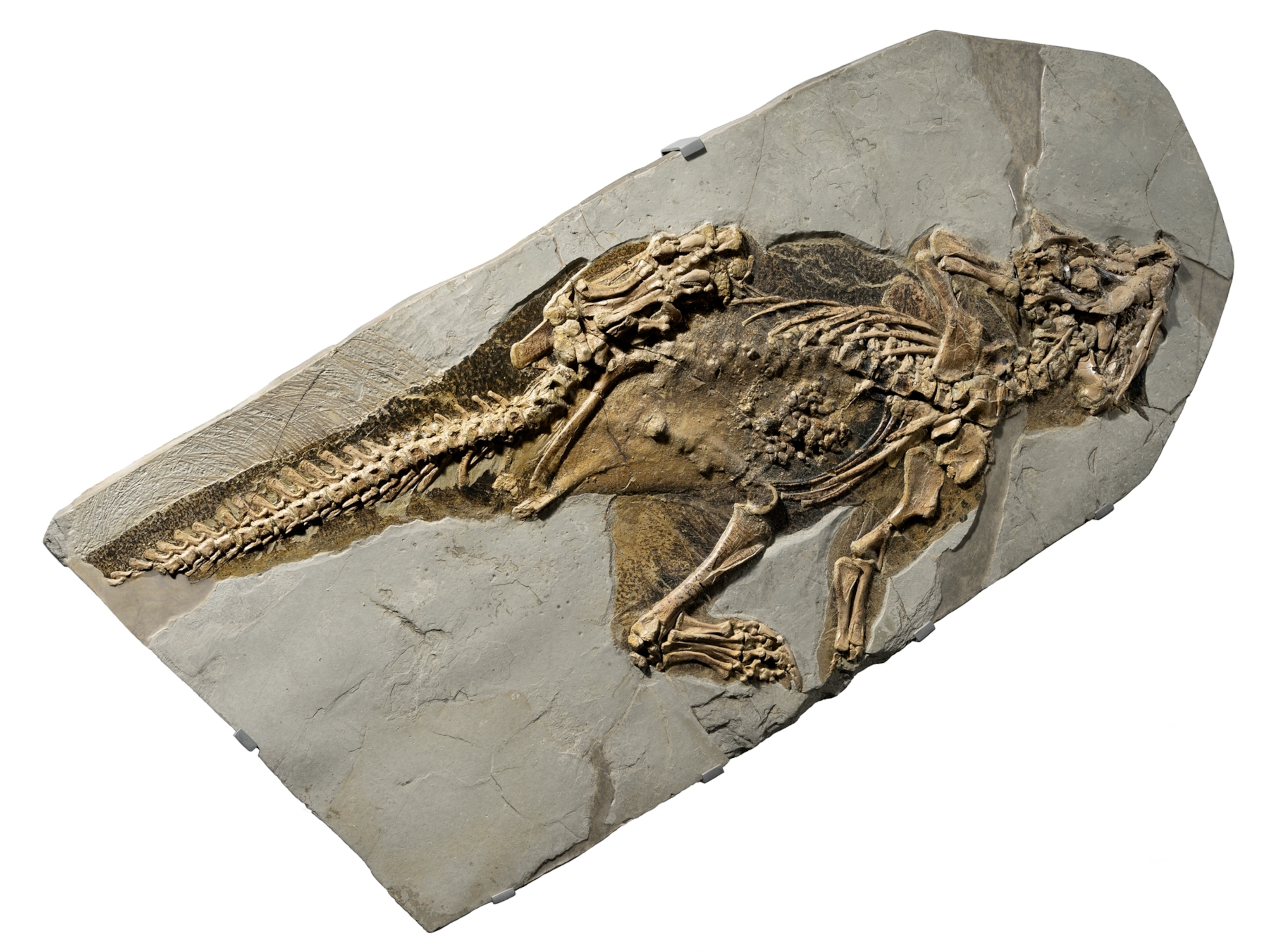 What Do Real Fossils Look Like? A Guide To Identifying Finds