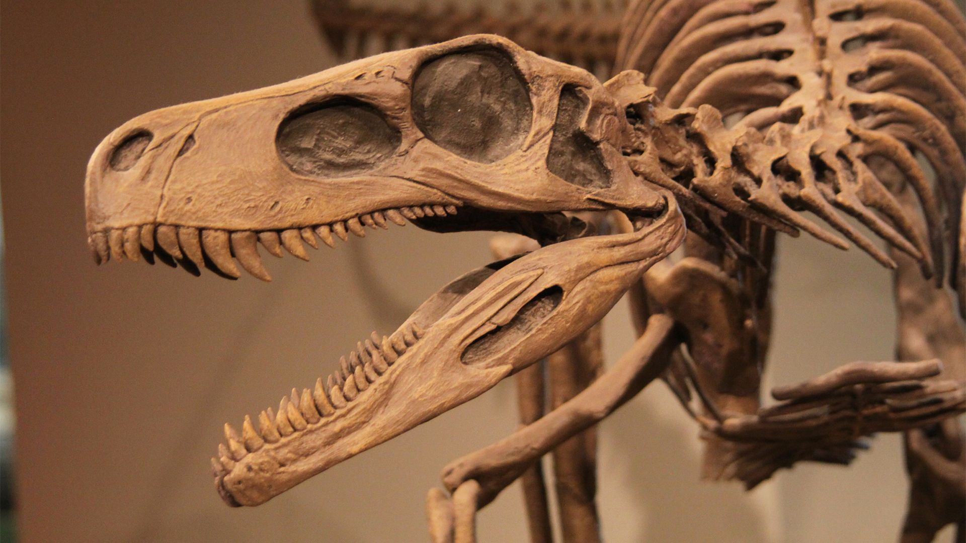 From Bone To Stone: How Fossils Are Actually Made