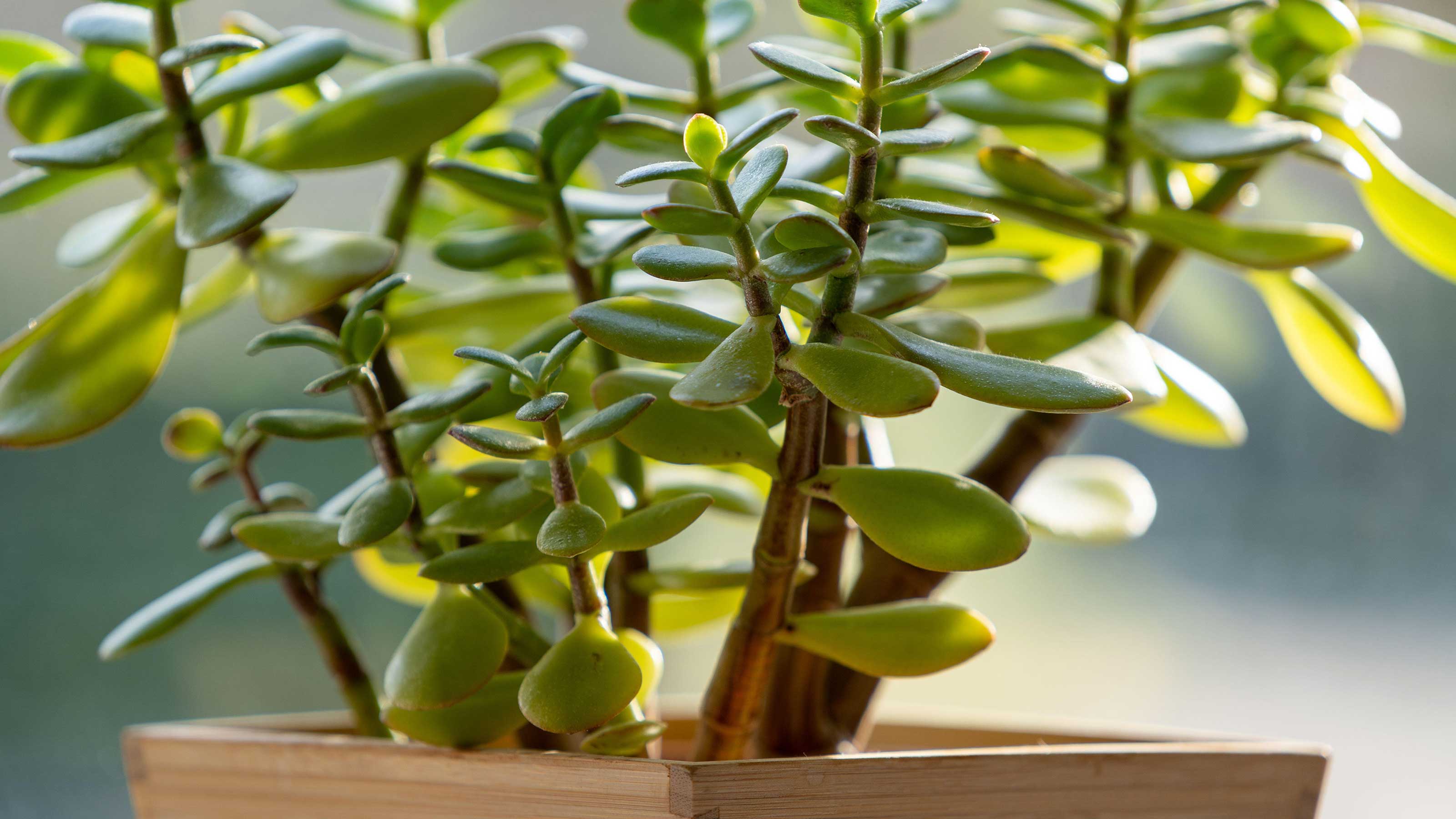 How Jade Plants Grow: A Complete Guide To Success