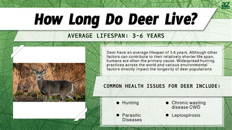 How Long Do Deer Live