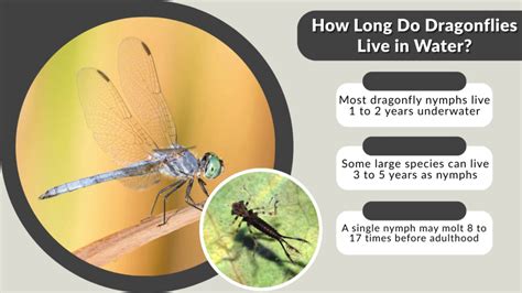 How Long Do Dragonflies Live