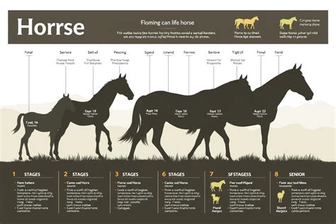 How Long Do Horses Live To