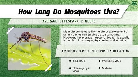 How Long Do Mosquitoes Live In
