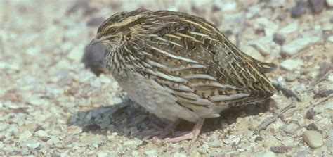 How Long Do Quail Live In Captivity