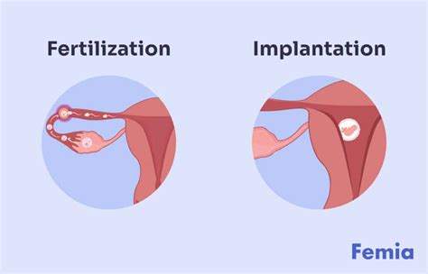 How Long Does Take Egg To Implant