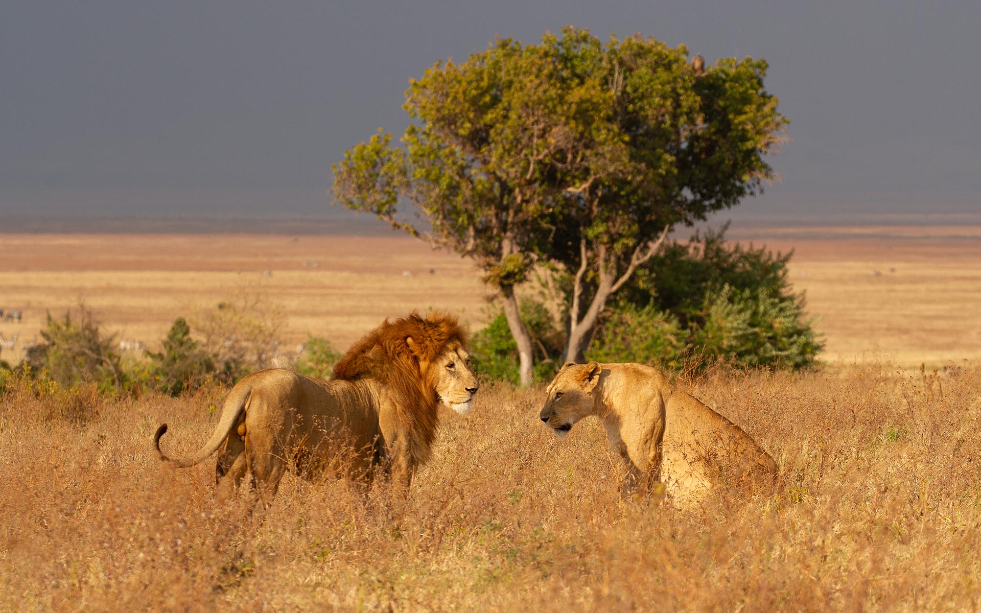 How Long Does The Average Lion Live In The Wild?