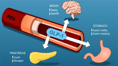 How Long Have Glp1s Been Studied