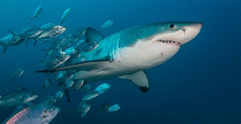 How Long Have Great White Sharks Existed
