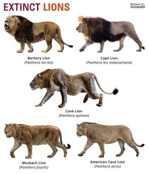 How Long Have Lions Been Around