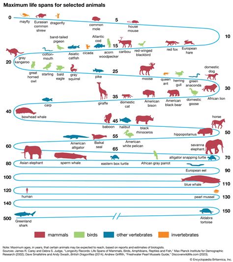 How Long Have Mammals Been On Earth