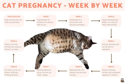 How Long Is Cat Pregnancy