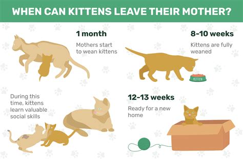 How Long Until Kittens Walk