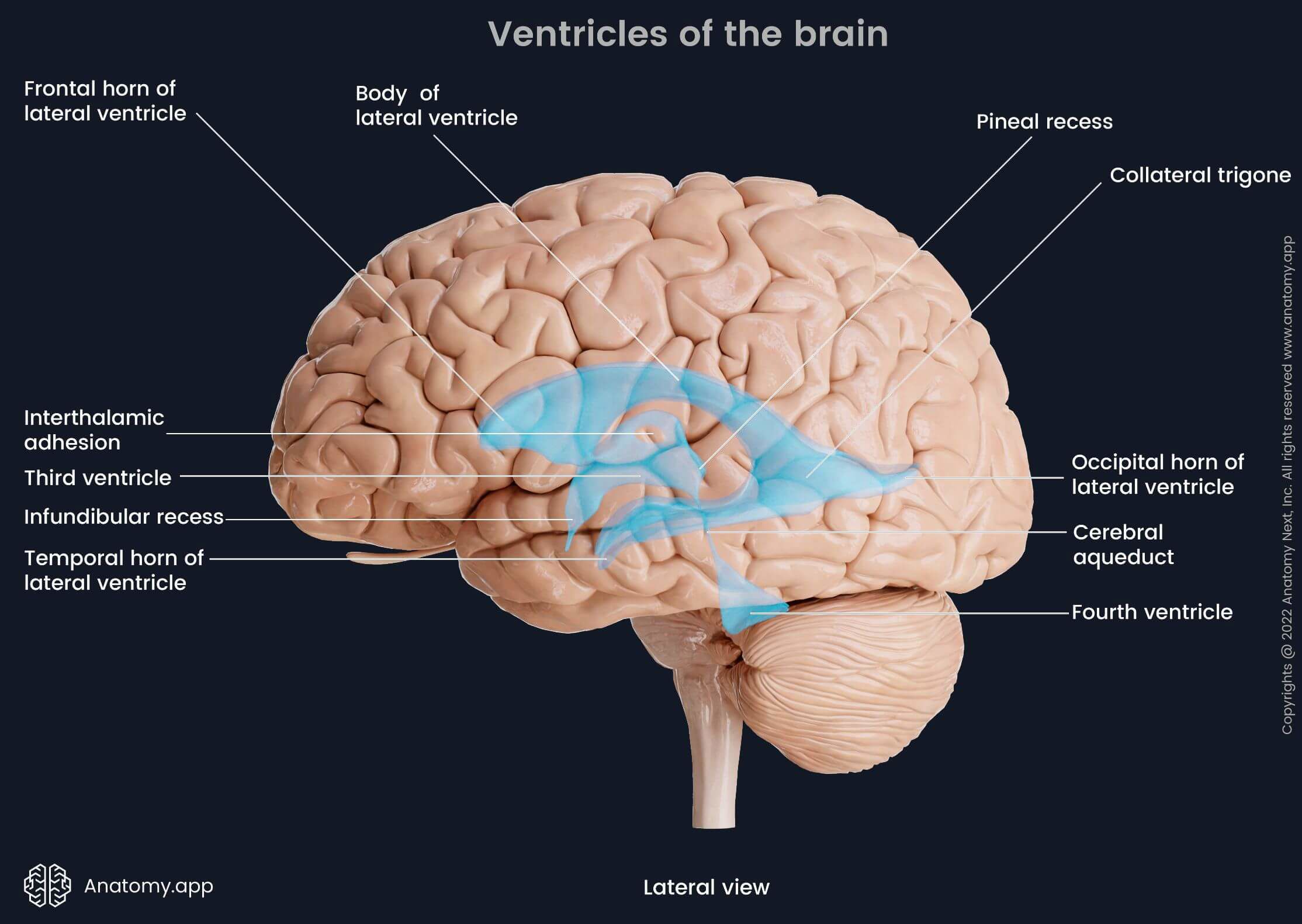 How Many Brain Ventricles Are There? A Simple Guide To Anatomy