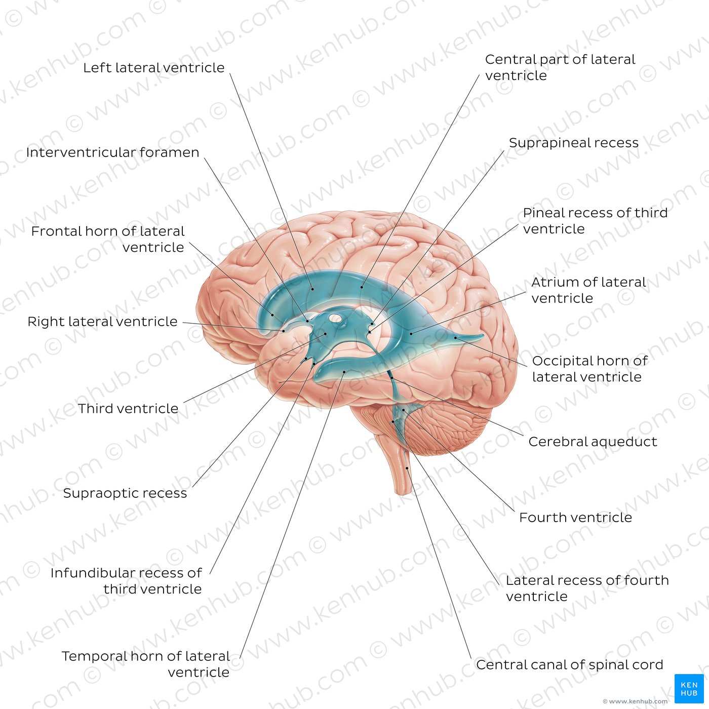How Many Brain Ventricles Are There? A Simple Guide