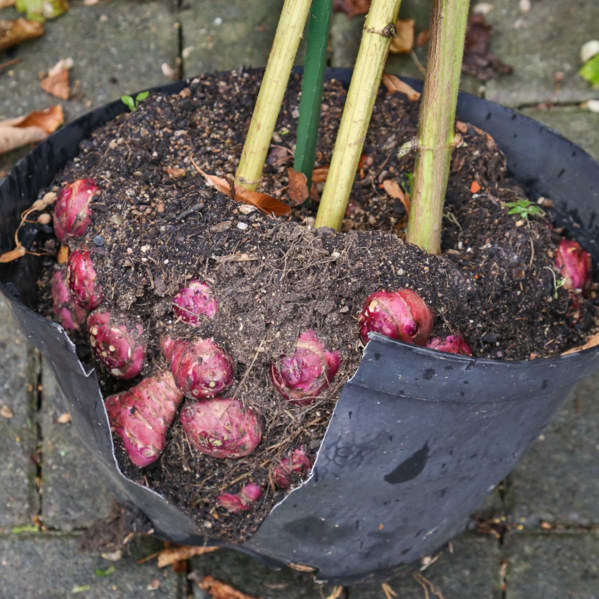 How To Plant Jerusalem Artichokes For A Bountiful Harvest
