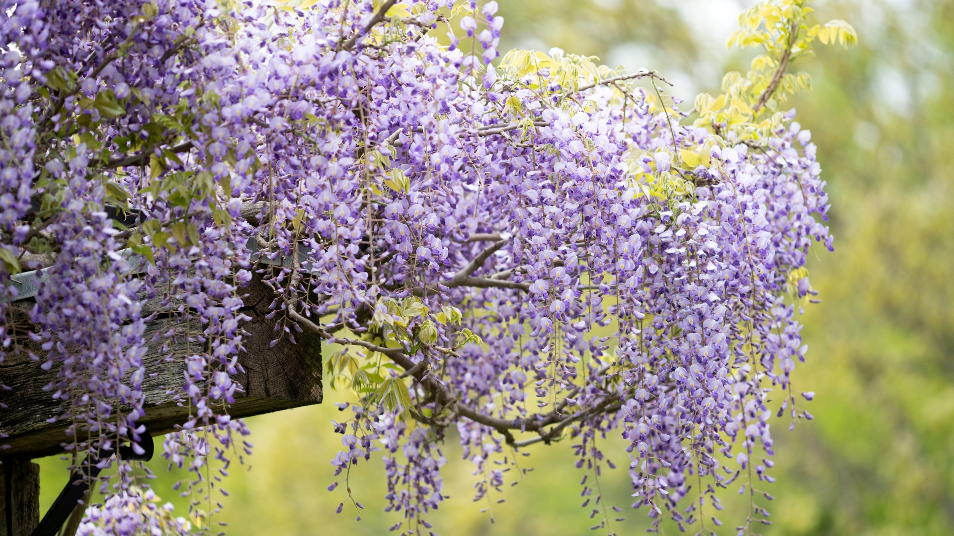 How To Plant Wisteria: A Simple Guide For Stunning Blooms