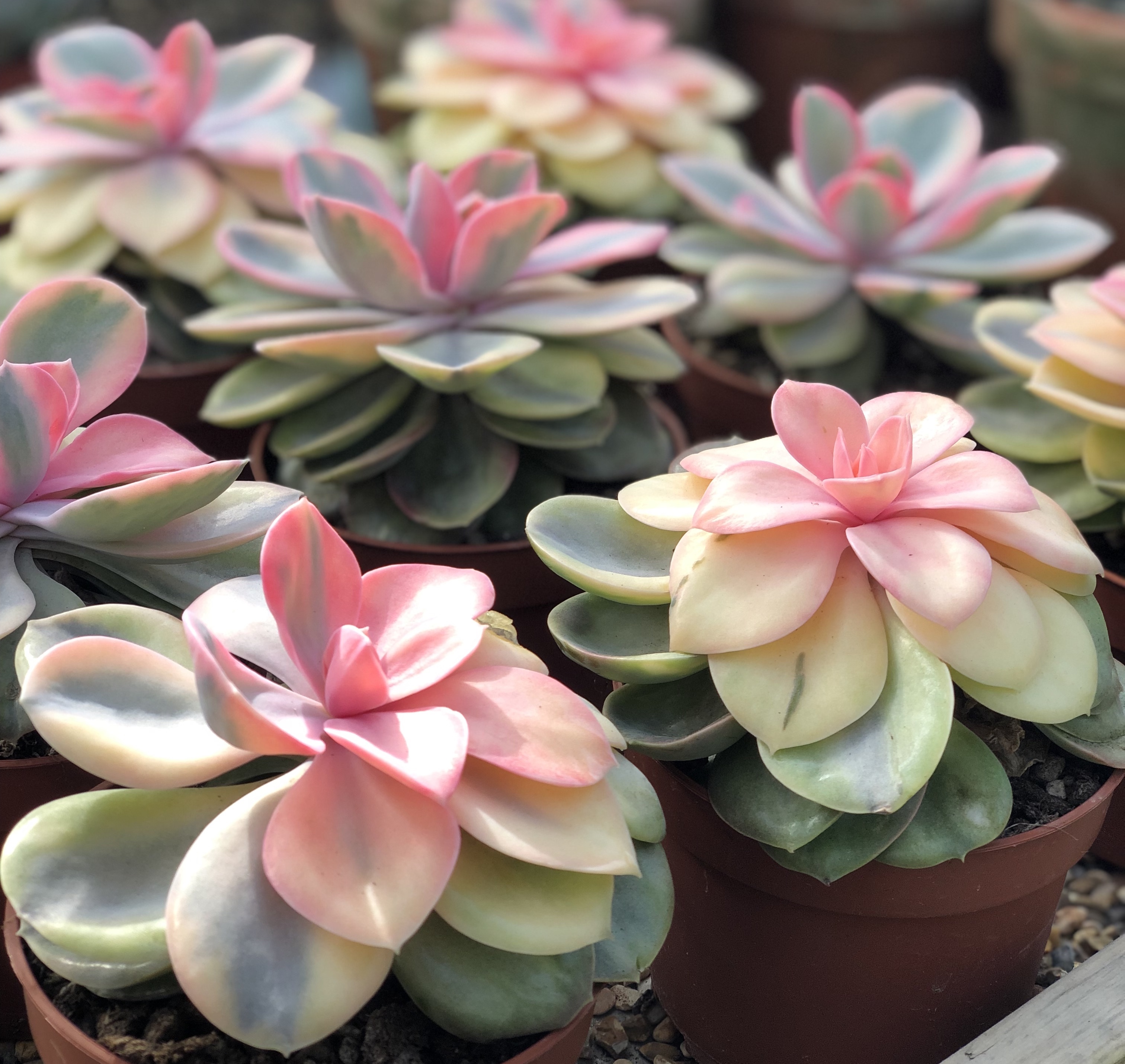 The Science Behind How Plants Become Variegated