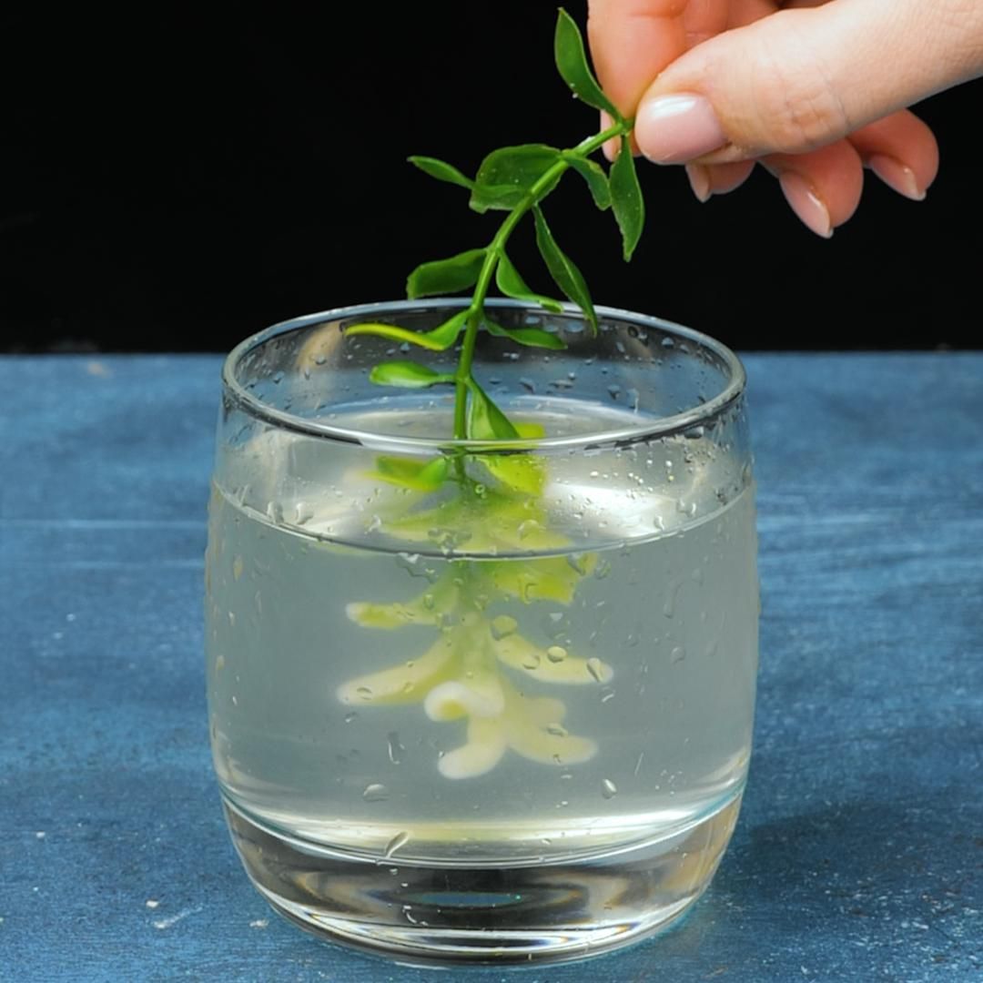 How Plants Breathe: A Simple Experiment For Students