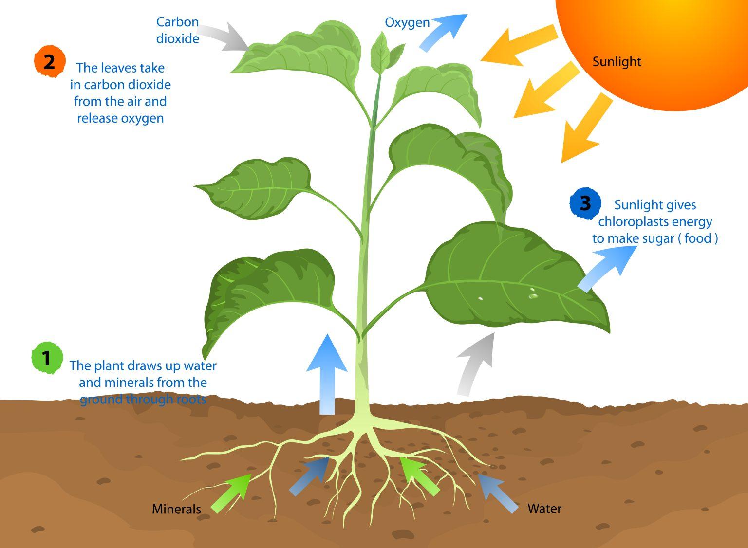 How Plants Breathe: A Kidfriendly Guide To Photosynthesis