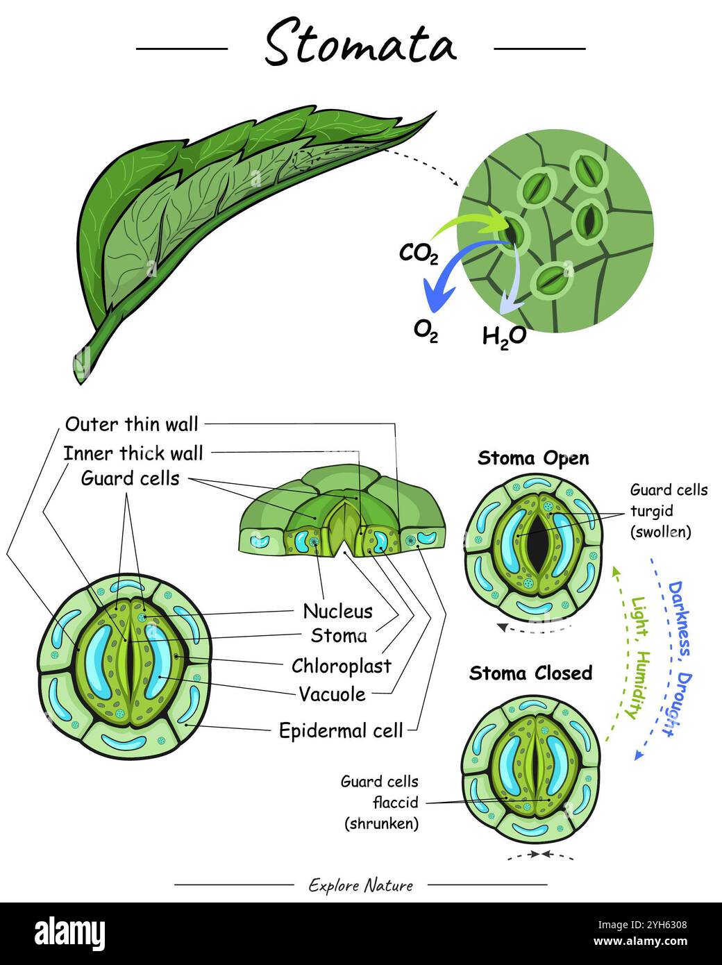 How Plants Breathe Through Stomata: A Simple Guide
