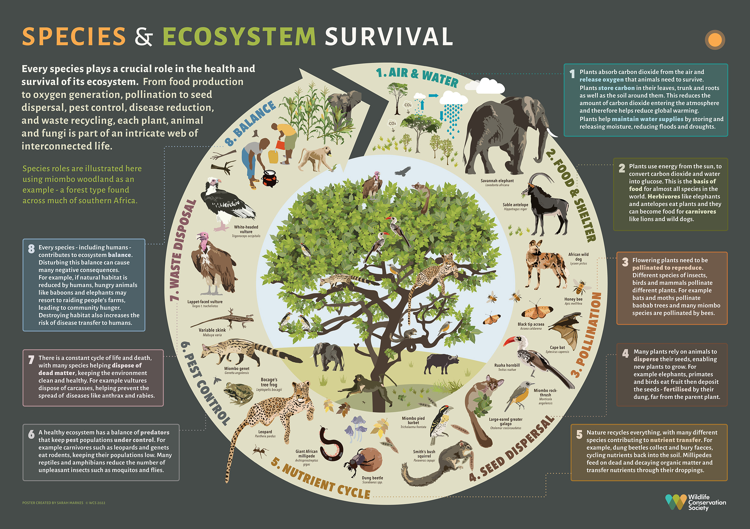 Nature’s Partners: How Plants Depend On Animals For Survival