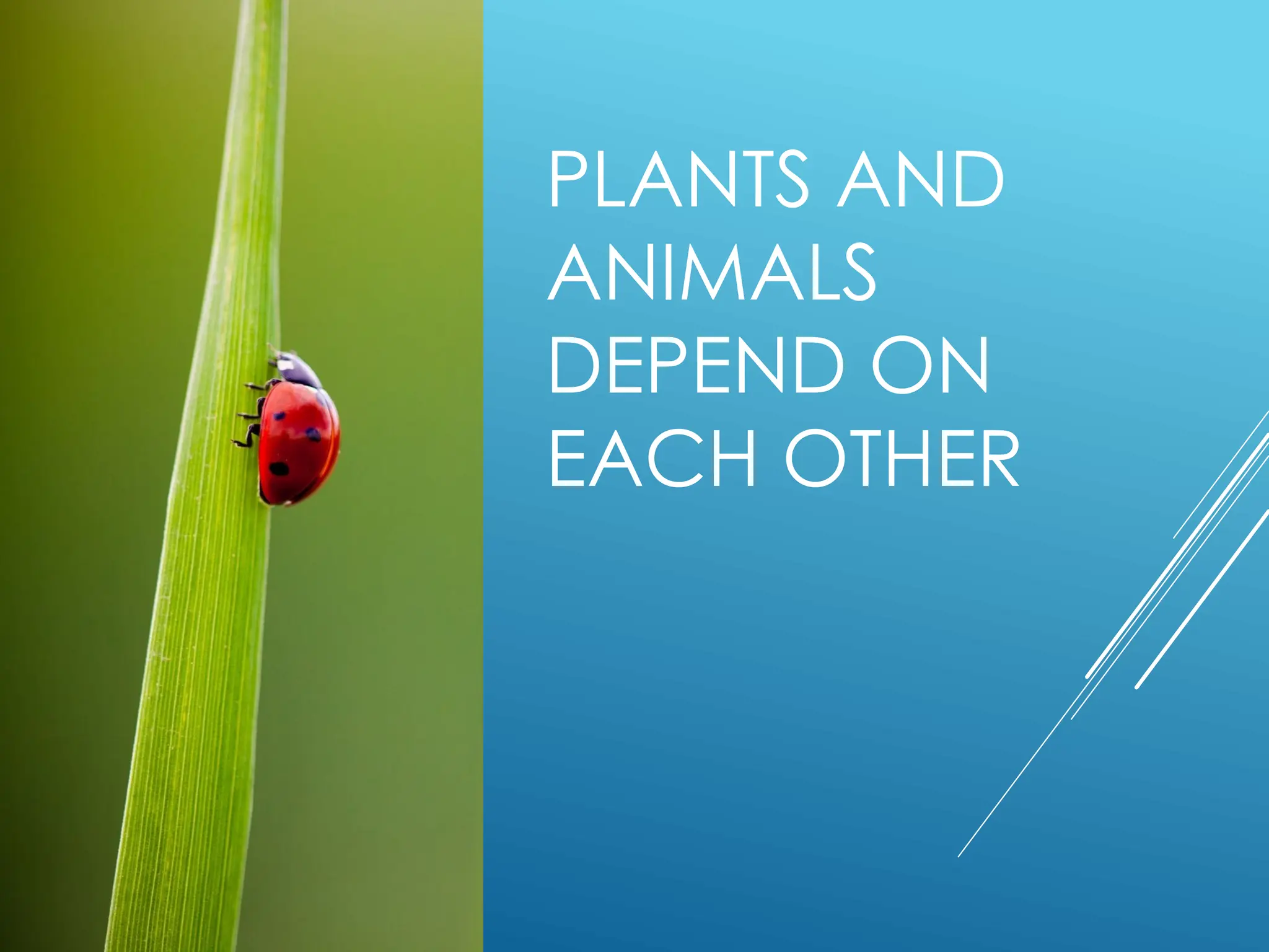 The Unseen Partnership: How Plants Depend On Animals