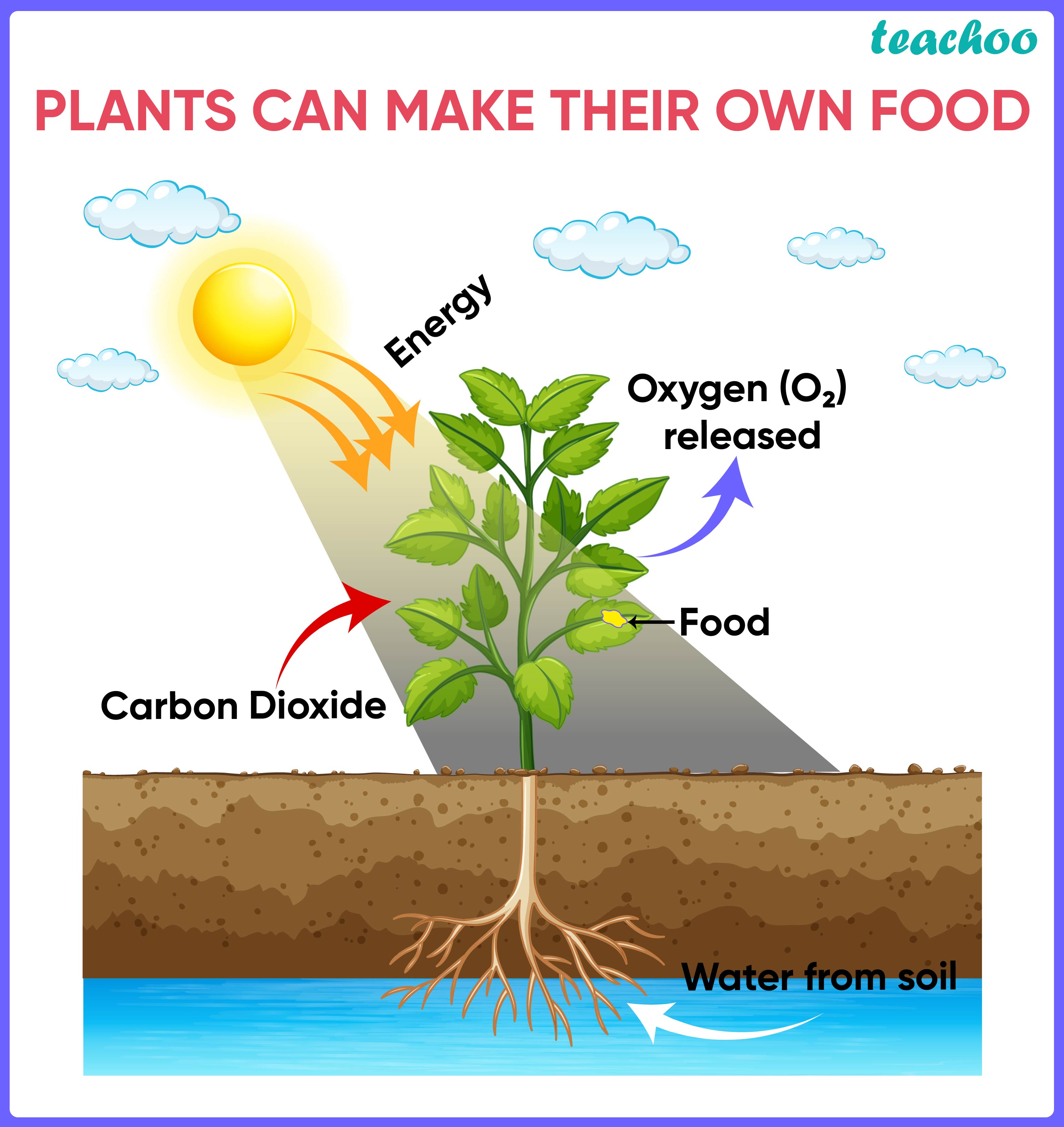 Beyond Photosynthesis: How Plants Eliminate Waste Products