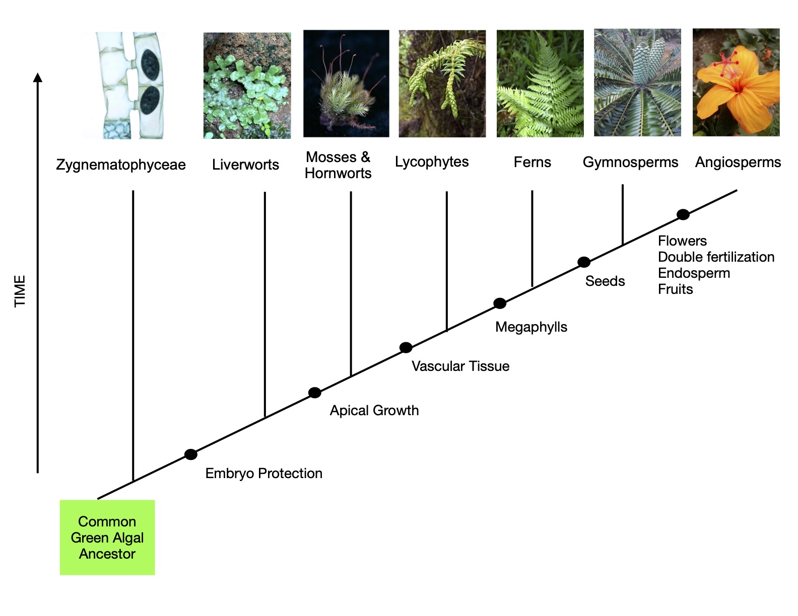 From Algae To Orchids: How Plants Evolved Over Millions Of Years
