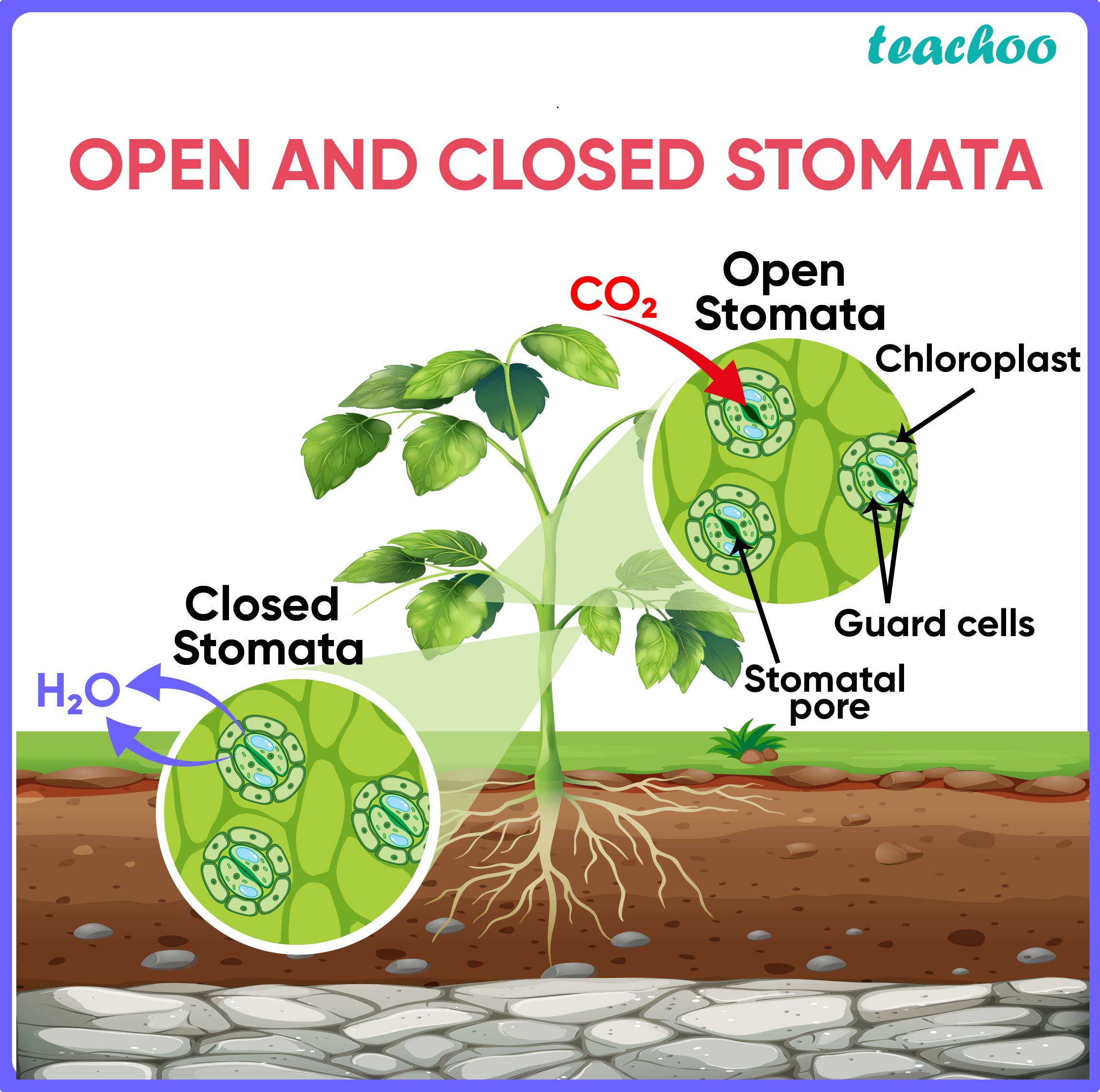 The Secret Life Of Leaves: How Plants Excrete Their Waste Products