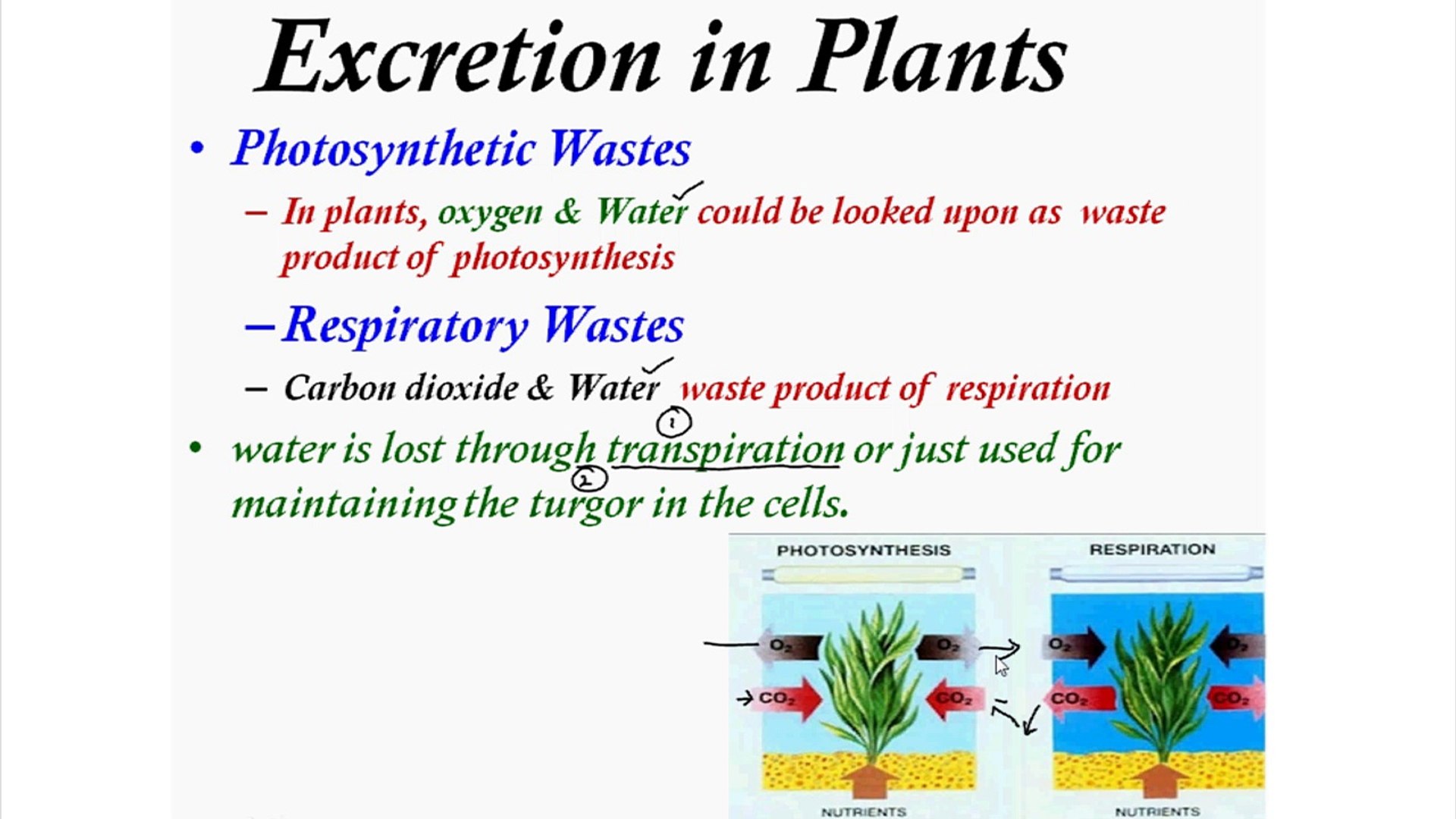 How Plants Excrete Waste Products: A Simple Guide