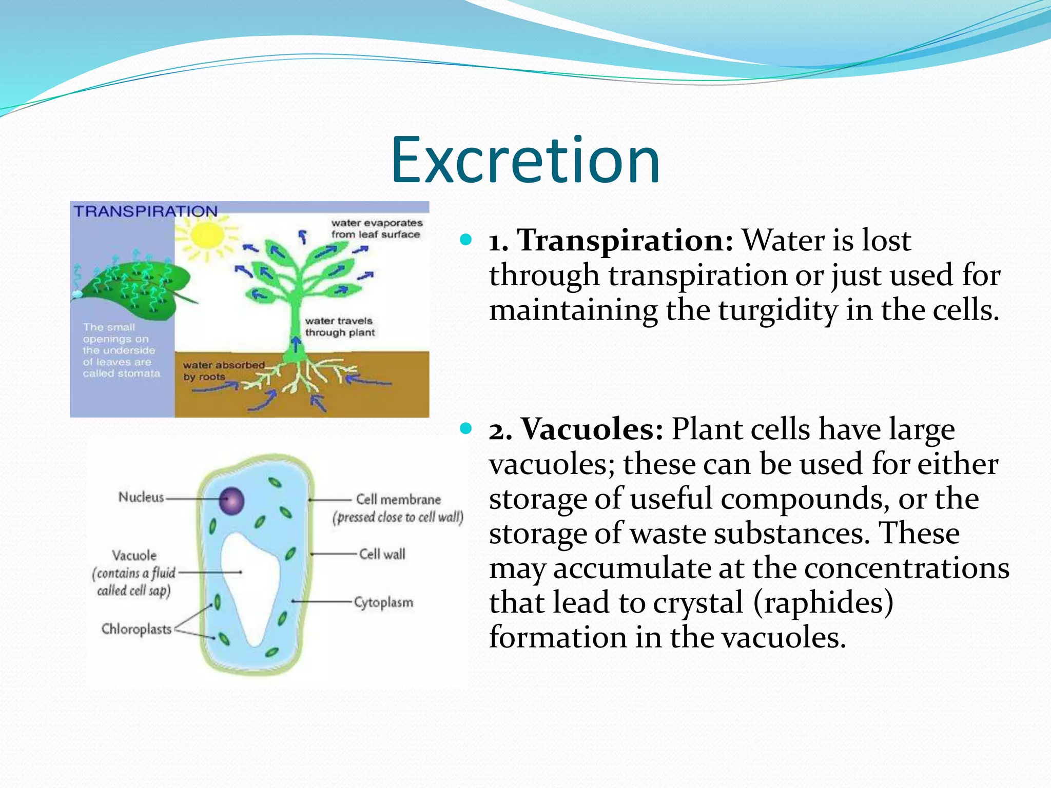 Beyond Photosynthesis: How Plants Excrete Waste Products