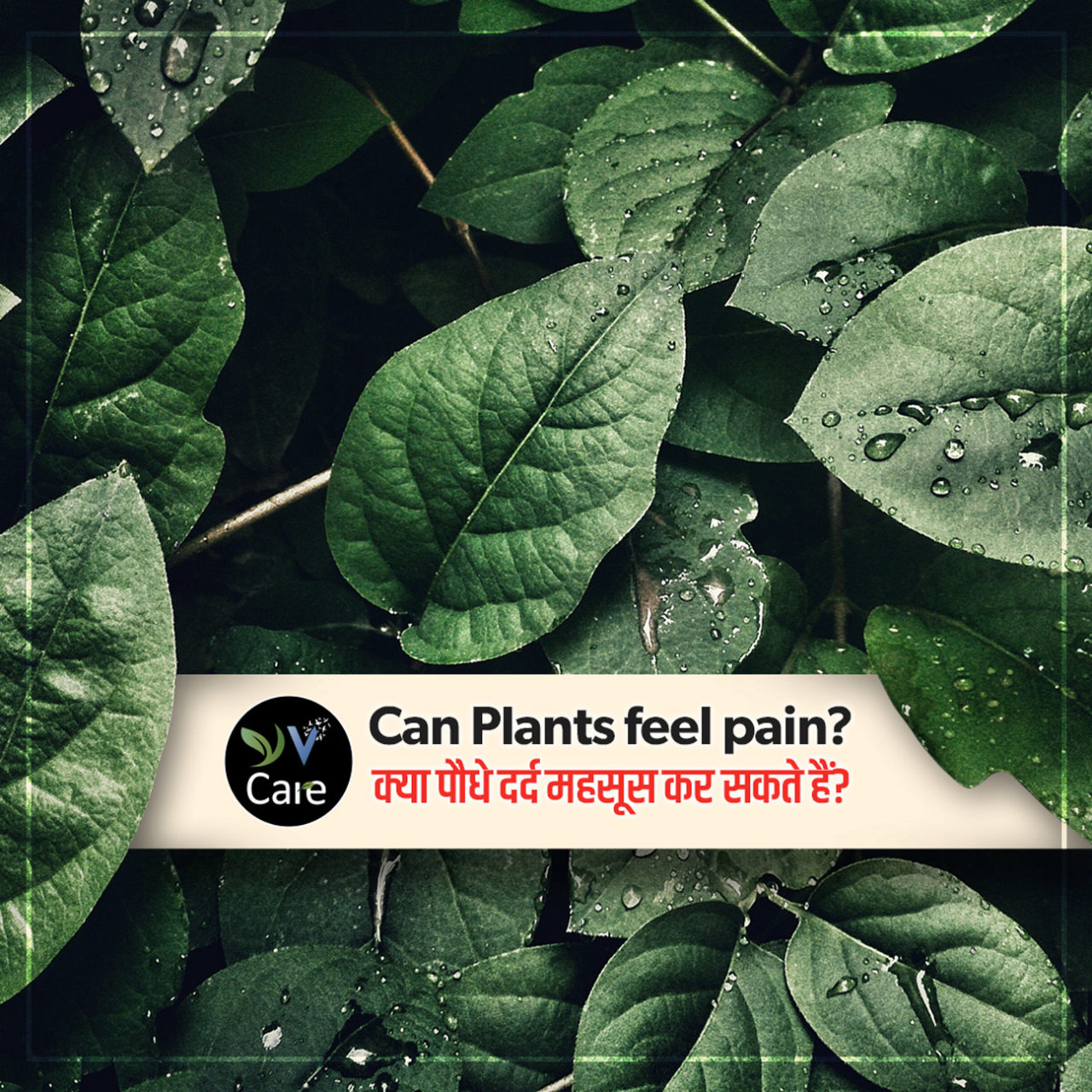 Do Plants Feel Pain? The Science Behind Plant Sensitivity