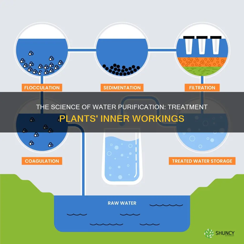 How Plants Filter Water: The Science Of Nature’s Purifiers