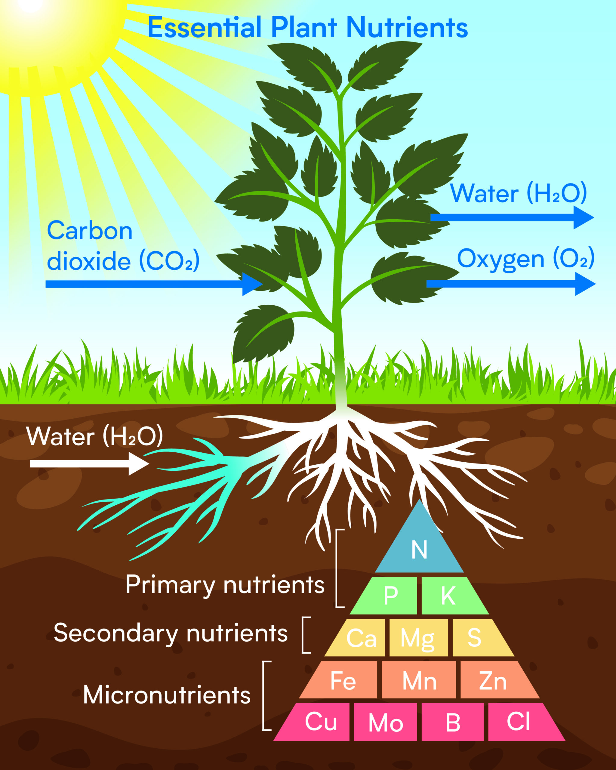 How Plants Get Nutrients: A Complete Class 9 Science Guide