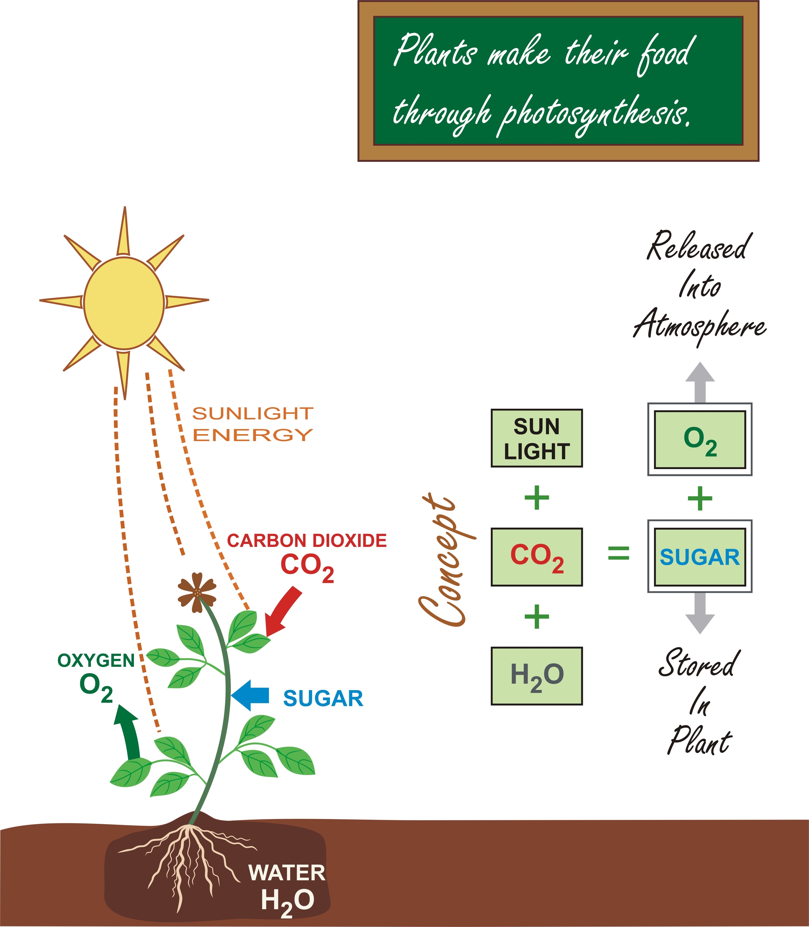 Beyond Sunlight: How Plants Get Their Food Explained