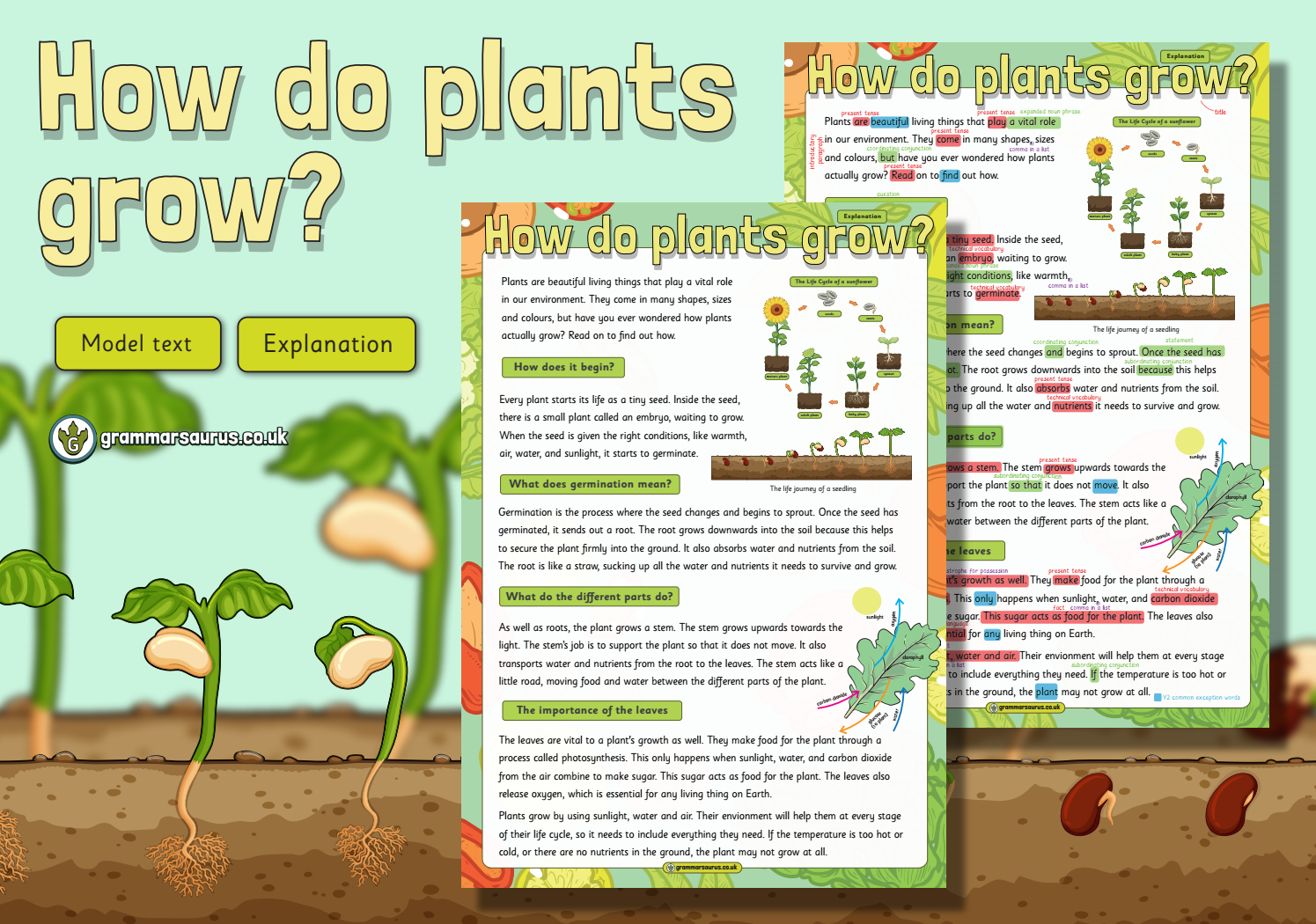 Watch How Plants Grow: A Fun Video Guide For Kids