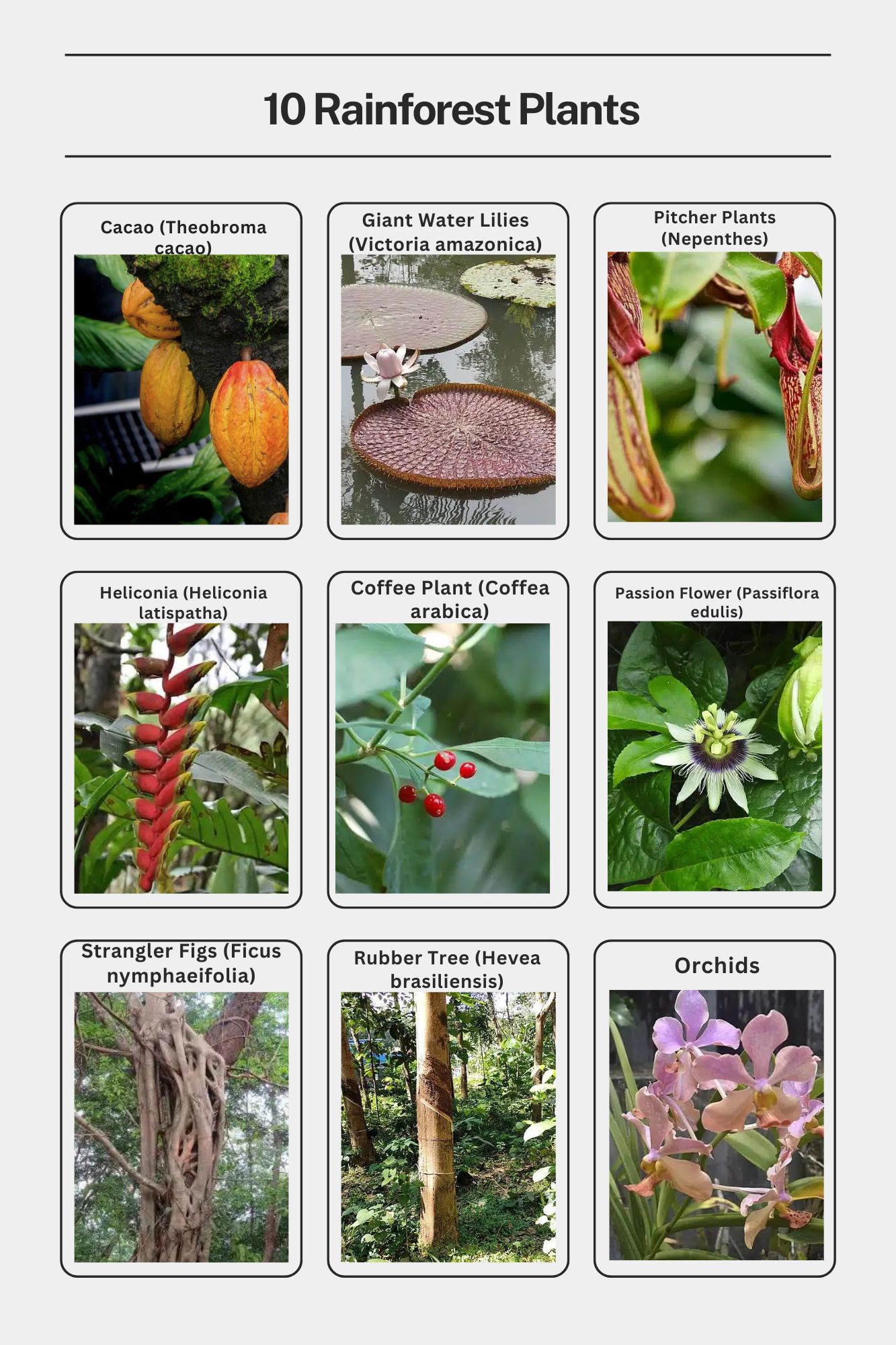 How Plants Help In Bringing Rain: The Science Of Forest Hydrology